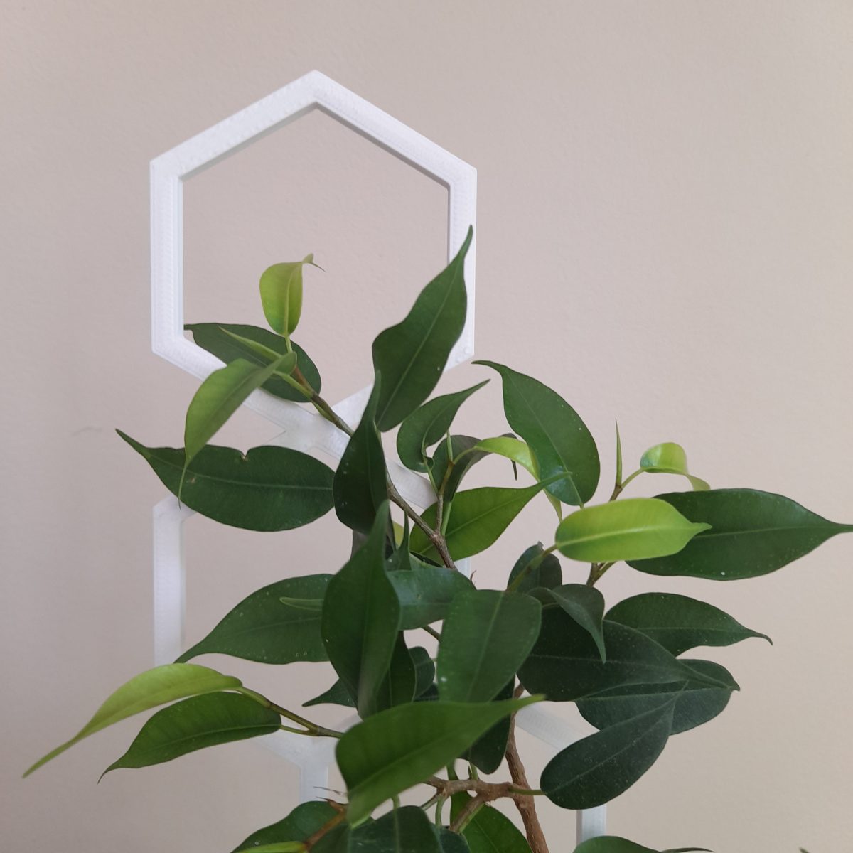 Podpórka do roślin pnących w kształcie sześciokąta – biała